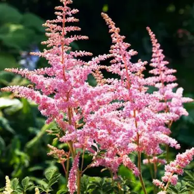 Астильба ЭДЕНС ОДИССЕЙ Арендса в Рогачеве