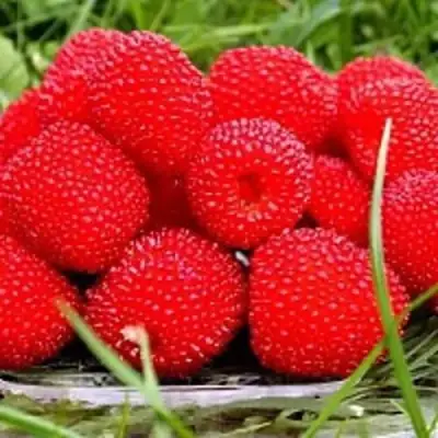 Малина ТИБЕТСКАЯ (РОЗОЛИСТНАЯ) в Рогачеве