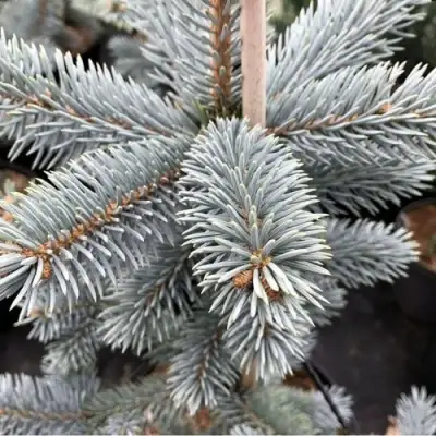 Ель РОЯЛ БЛЮ колючая  в Рогачеве