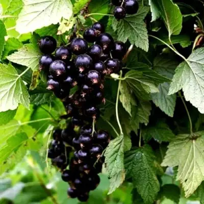 Смородина чёрная БЕЛОРУССКАЯ СЛАДКАЯ в Рогачеве