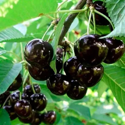 Черешня МУСКАТНАЯ в Рогачеве