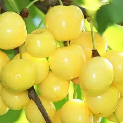 Черешня РОССОШАНСКАЯ ЗОЛОТАЯ в Рогачеве