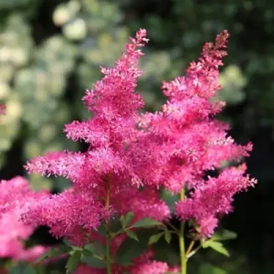 Астильба САННИ ДЕЙ гибридная в Рогачеве