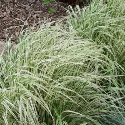 Вейник ОВЕРДАМ остроцветковый в Рогачеве