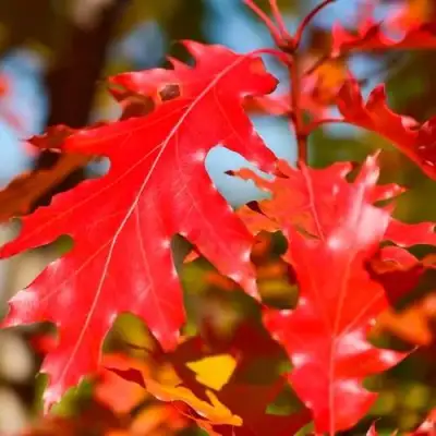 Дуб красный в Рогачеве