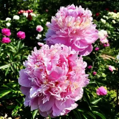 Пион ЛАВОН травянистый в Рогачеве