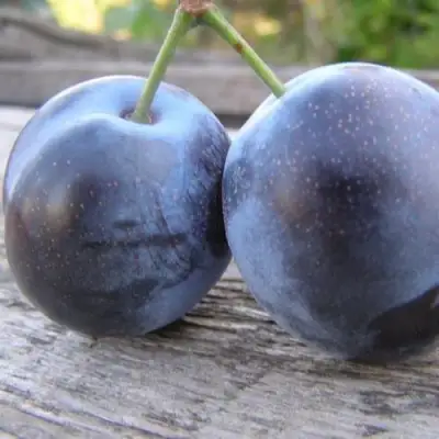 Слива БЛЮФРИ в Рогачеве