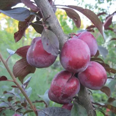 Слива ЛАМА в Рогачеве