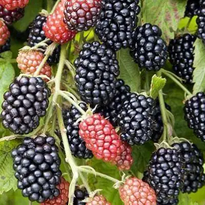 Ежевика НАВАХО бесшипная  в Рогачеве