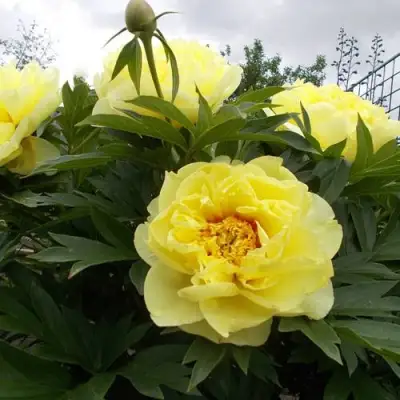 Пион БАРЦЕЛЛА (БАРТЗЕЛЛА) ито-гибрид в Рогачеве