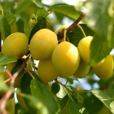 Слива ОЧАКОВСКАЯ ЖЕЛТАЯ в Рогачеве