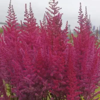 Астильба МАЙТИ ЧОКОЛАТ ЧЕРРИ китайская в Рогачеве