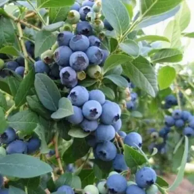 Голубика ЭЛЛИОТ в Рогачеве