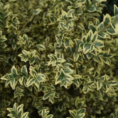 Самшит АУРЕАВАРИЕГАТА в Рогачеве