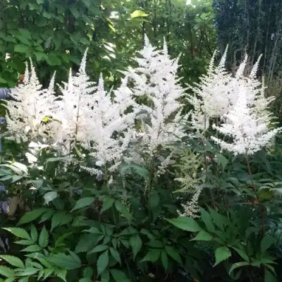 Астильба БРАУТШЛЕЙЕР Арендса в Рогачеве