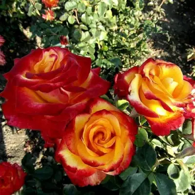 Роза ХАЙ МЭДЖИК чайно-гибридная в Рогачеве