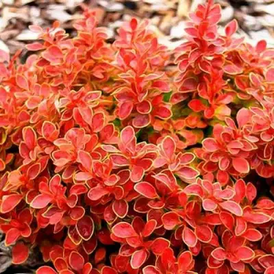 Барбарис КОРАЛ тунберга в Рогачеве