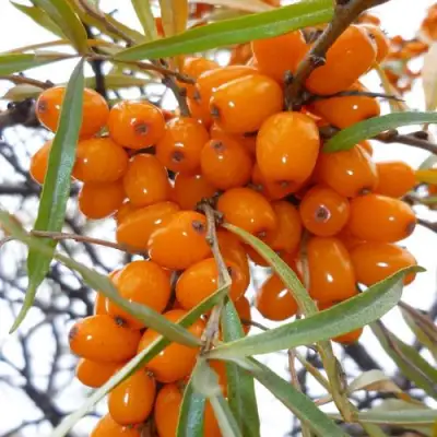 Облепиха КОСТЕР в Рогачеве