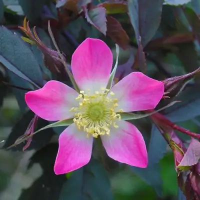 Роза сизая в Рогачеве