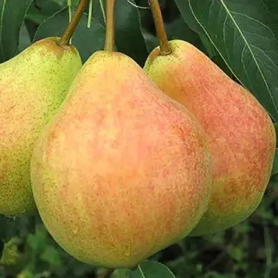 Груша ЛЮБИМИЦА ЯКОВЛЕВА в Рогачеве