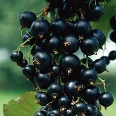 Смородина чёрная ВЕЛОЙ (ЛЕНИНГРАДСКАЯ СЛАДКАЯ) в Рогачеве