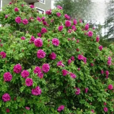 Шиповник ХАНСА в Рогачеве