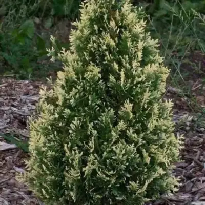 Туя БРАБАНТ ВАРИЕГАТТА западная в Рогачеве