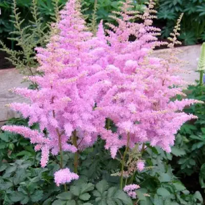 Астильба ГИАЦИНТ Арендса в Рогачеве