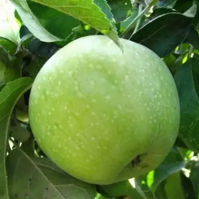 Яблоня РЕНЕТ СИМИРЕНКО в Рогачеве