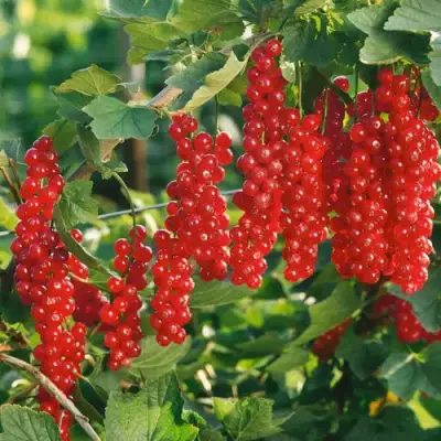 Смородина красная РУДНЕУС в Рогачеве