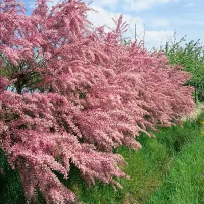 Тамарикс ПИНК КАСКАД в Рогачеве