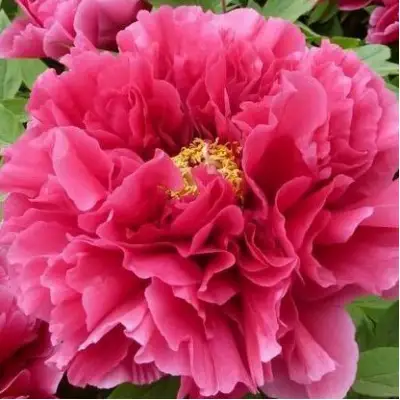 Пион КОРОЛЕВСКИЙ ЦВЕТОК древовидный в Рогачеве