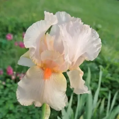 Ирис ПАТИ ДРЕСС бородатый в Рогачеве