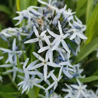 Амсония иволистная в Рогачеве