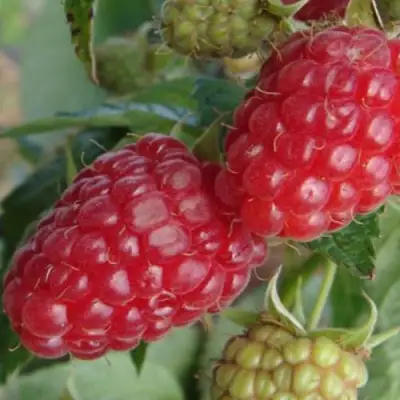 Малина РАДЗИЕВА в Рогачеве