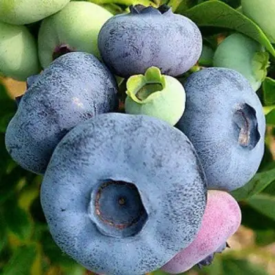 Голубика ПАТРИОТ в Рогачеве