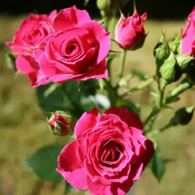 Роза ЛАВЛИ ЛИДИЯ спрей в Рогачеве