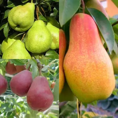 Комплект ГРУШЕВОЕ АССОРТИ в Рогачеве