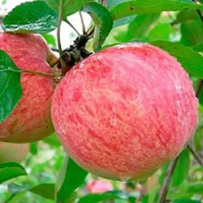 Яблоня КОРИЧНОЕ ПОЛОСАТОЕ в Рогачеве
