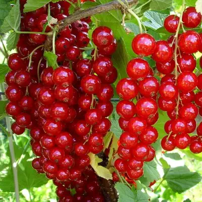 Смородина красная ЙОНКЕР ВАН ТЕТЦ в Рогачеве