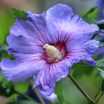 Гибискус МАРИНА сирийский в Рогачеве