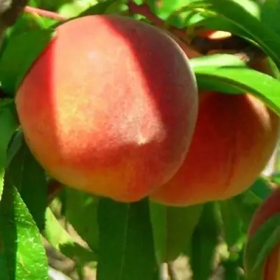 Персик РЕД ХЕВЕН в Рогачеве