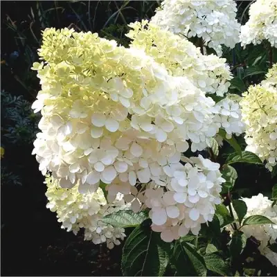 Гортензия ДИАМАНТИНО метельчатая в Рогачеве