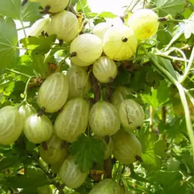 Крыжовник ИНВИКТА в Рогачеве