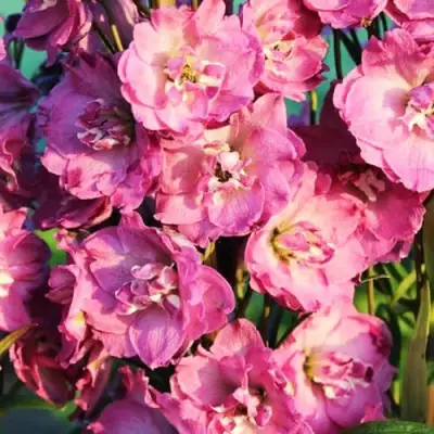 Дельфиниум ДЕЛЬФИС ПИНК ПАУЭ высокий в Рогачеве