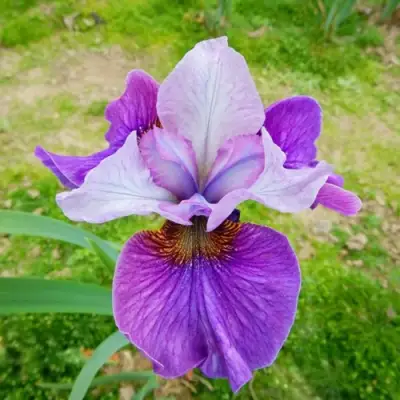 Ирис ЛАЙТ ОВ ХАРТ сибирский в Рогачеве