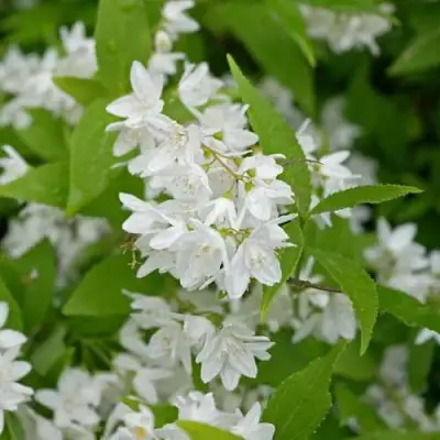 Дейция шершавая в Рогачеве