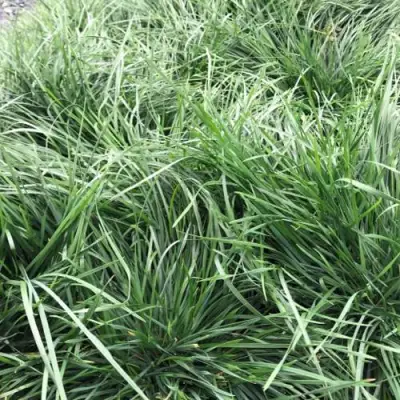 Щучка ГОЛДТАУ дернистая в Рогачеве