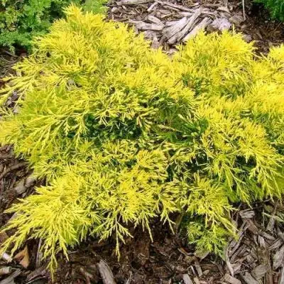 Можжевельник КИНГ ОФ СПРИНГ средний в Рогачеве