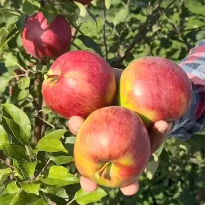 Яблоня ПОСПЕХ в Рогачеве